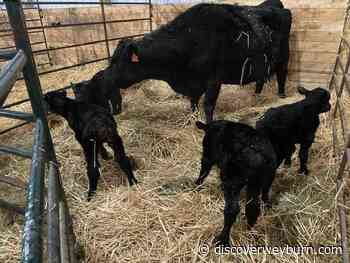 15 Year Old Angus Cow Gives Birth To Quadruplets In Rare Birth - DiscoverWeyburn.com