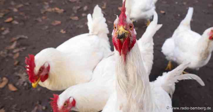Geflügelpest bei Hobby-Halter in Unterfranken