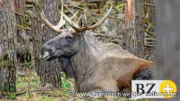„Wildnis wagen“ bei Schöningen: Studie zum Projekt liegt vor