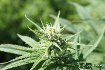 OSU research shows hemp compounds prevent coronavirus from entering human cells - KTVZ