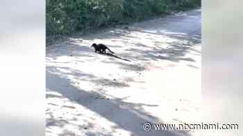 Rare Florida Mink Caught on Camera Capturing Giant Snake In Everglades