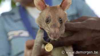 ‘Een held is te ruste gelegd’: rat die levens redde door mijnen op te sporen in Cambodja is overleden