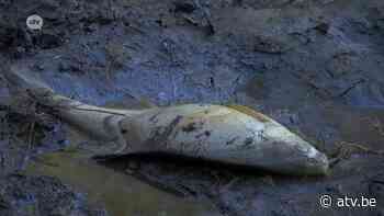 Wandelaars geschokt door dode vissen in vijver Brasschaat - ATV