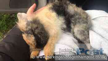 Rabbit found in Amazon box in Goresbrook Park - Barking and Dagenham Post