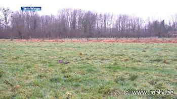 Ree doodgebeten in Tielt-Winge, is wolf de dader? "We onderzoeken DNA-stalen" - ROB-tv