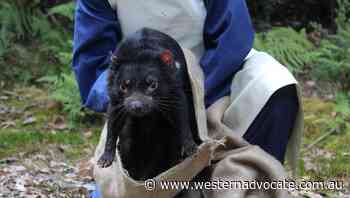 Fussy Tassie devils break scavenger mould - Western Advocate