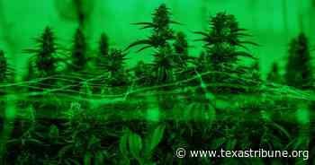 Austin voters could decriminalize marijuana in May - The Texas Tribune