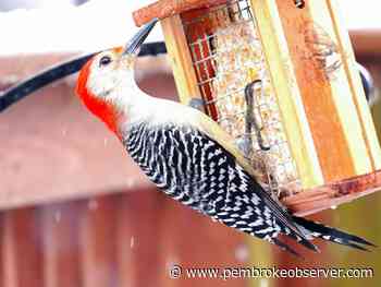 BIRDWATCH: Renfrew County birders spot 42 species during annual Christmas Bird Count - Pembroke Observer