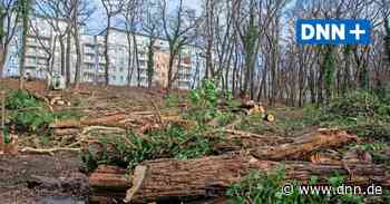 Der Kampf um ein Waldstück in Dresden - Dresdner Neueste Nachrichten