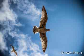 Un “colpo d’ala” per mettere l’Italia sul sentiero dello sviluppo sostenibile - Agenzia ANSA