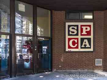 Montreal SPCA praises jail sentence handed to man who beat his dog