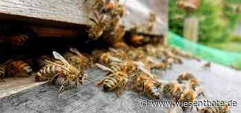 Initiative "Bienen-leben-in-Bamberg.de“ bietet Imkeranfängerkurse - Der Neue Wiesentbote