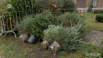 Kerstbomen krijgen een tweede leven in Niel: "Kunnen we opnieuw gebruiken" - ATV