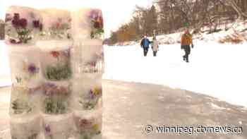 Frozen flowers on full display on Winnipeg river trail - CTV News Winnipeg
