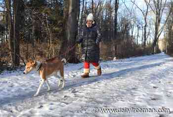 Snapshot: Dog walker on the O&W Rail Trail - The Daily Freeman