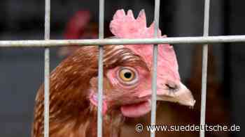 Geflügel rund ums Plothener Teichgebiet muss in den Stall - Süddeutsche Zeitung