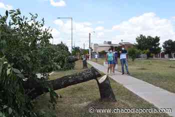 Por vandálica tala de árboles en Villa Elisa, el Municipio denunció el hecho ante la Justicia para dar con los responsables | CHACO DÍA POR DÍA - Chaco Dia Por Dia