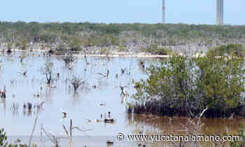 Sin detenerse la destrucción y tala del manglar en Chicxulub Puerto - Yucatán a la mano