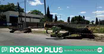 Vecinos reclaman por una tala de árboles en Carballo y Echeverría - RosarioPlus.com