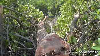 Denuncian tala ilegal de maderas preciosas en el Ejido Bacalar; lleva 6 años sin atención - PorEsto