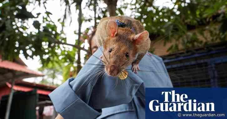 Landmine-hunting hero rat dies in Cambodia after stellar career