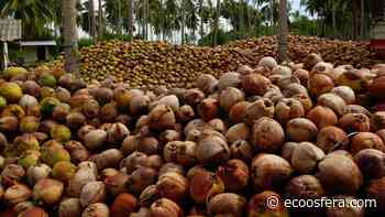 ¿El aceite de coco es realmente ecológico? Practiquemos el consumo responsable - Ecoosfera