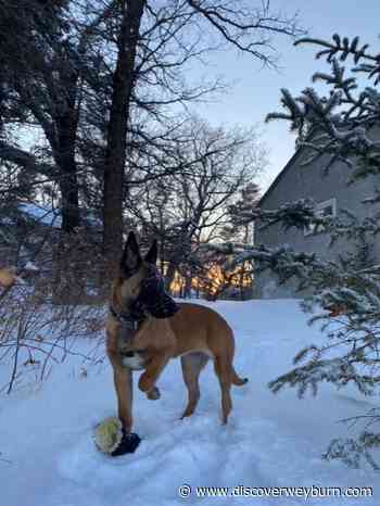 Dog Gone It, Now That's a Good Cop! Weyburn Police Welcome First Ever K-9 Unit - DiscoverWeyburn.com
