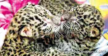 Forest officials lay trap for mother leopard after rescuing cubs from abandoned house - Onmanorama