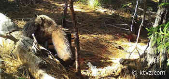 OSU study finds fishers, a forest carnivore, facing pressure from wildfires, salvage logging - KTVZ
