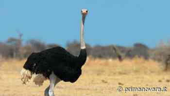 Struzzo in strada: traffico fermo - Prima Novara