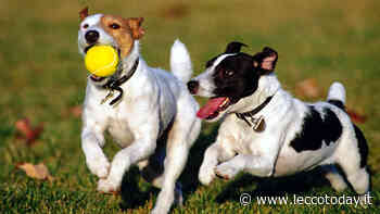 Nel verde con i migliori amici dell'uomo: le 8 aree cani di Lecco - LeccoToday