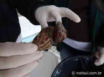 Caramujo Africano volta a trazer problemas para comunidades de Imbituba - Notisul