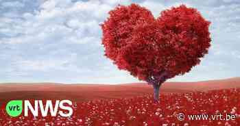 Op zoek naar een valentijnscadeau? In Roeselare kan je gratis een boom ophalen voor je geliefde - VRT NWS