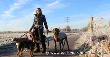 Dogwalking-Service: Wenn die Hunde ausgeglichen nach Hause kommen