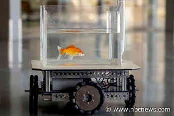 A 'fish-operated vehicle'? Scientists teach goldfish to drive and find they're good at it