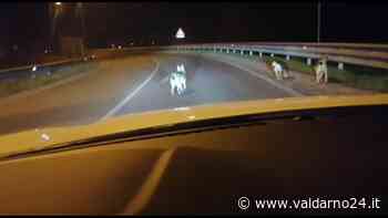 Lupi all'alba di stamani in zona Ponte Leonardo? Il video di un nostro lettore. Ma potrebbe essere una razza "ibrida" - Valdarno24