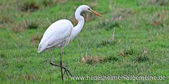 Fast ausgerottet – nun wollen Silberreiher in Hildesheim dem Winter entfliehen - www.hildesheimer-allgemeine.de