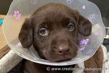 7 puppies found living in ‘deplorable’ conditions in Vancouver trailer - Creston Valley Advance