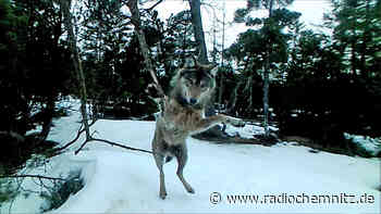 Möglicherweise erster Wolf mit eigenem Revier in Westsachsen - Radio Chemnitz