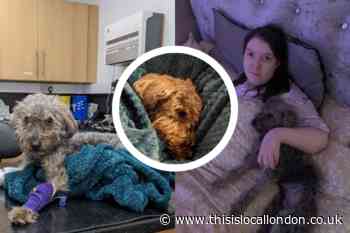 Bromley family’s heartbreak as one-year-old puppy put down