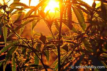 Cannabinoids From Hemp Prevent COVID-19 Coronavirus From Entering Human Cells