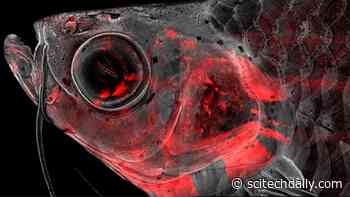 Cranial Neural Crest Cells: A Crowning Achievement in Understanding Head Development