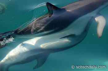 Researchers Discover Dolphin Females Have Working Clitoris – “Surprisingly Similar” to the Shape in Humans