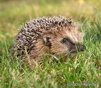 Bacterial Superbug MRSA Arose in Hedgehogs Long Before the Use of Antibiotics Began