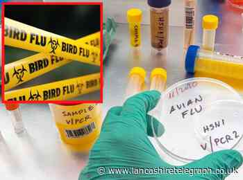 Letter: Bird flu spreading to humans is a warning to us all