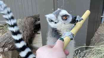 Ring-tailed lemur pup gets physical therapy at Cheyenne Mountain Zoo - KRDO