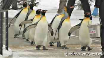 Calgary Zoo holds first penguin walk of 2022, celebrates 10th anniversary - CTV News Calgary