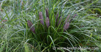 Chinese fountain grass invades pasture