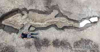 Giant fossil from 180 million years ago reveals 'sea dragon' with 1-ton skull     - CNET