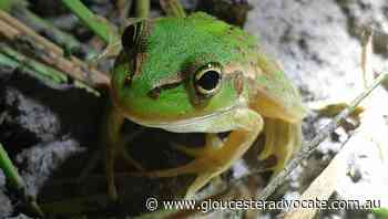 Wetland brought to life digitally - Gloucester Advocate